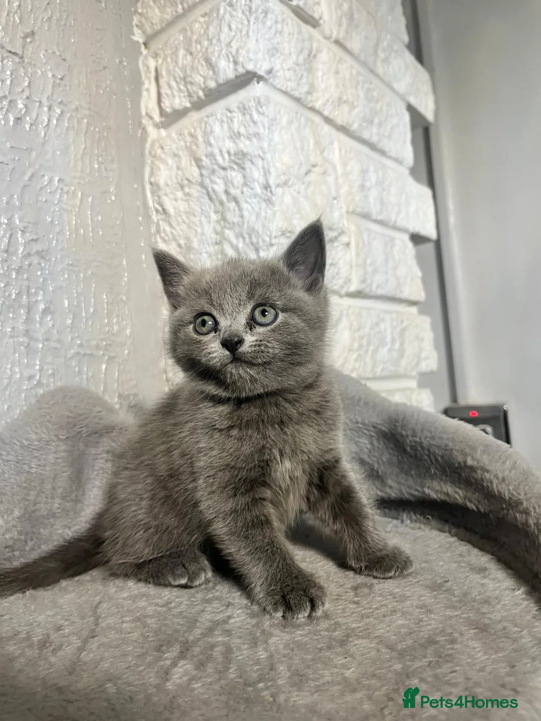 British Shorthair cats for sale: Absolutely stunning half BSH kittens - Advert 2