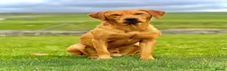 Labrador Retriever dogs for sale: KC Reg Labrador Retriever Puppies  - Advert 12