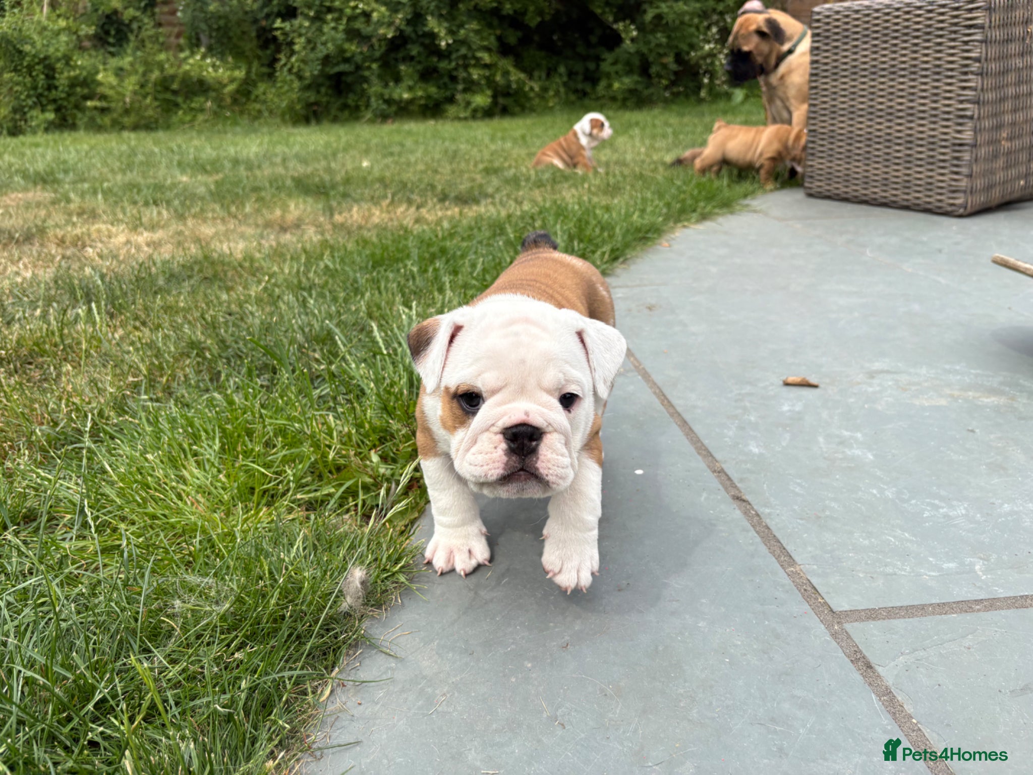 English Bulldog dogs 🐾KC reg Red & White English Bulldog 🐶 - Advert 1