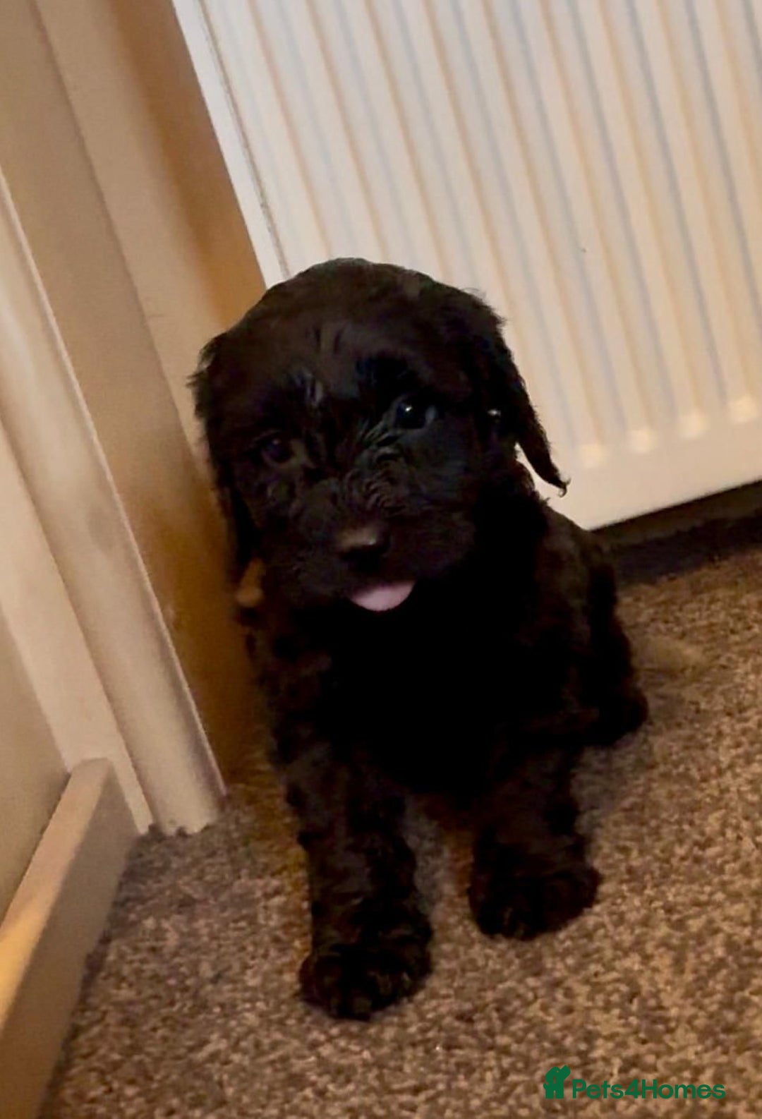 Cockapoo dogs for sale: Cockapoo puppies - Advert 4