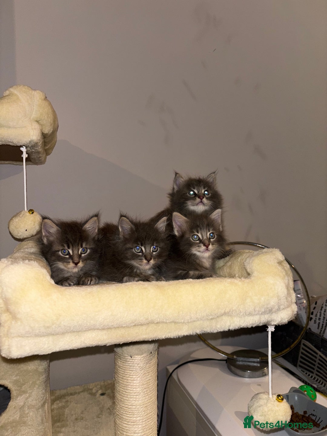 Maine Coon cats for sale: Plush PusZ XXL TICA registered Maine Coon Kittens - Advert 28