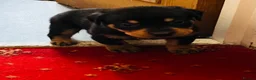 Mixed Breed dogs for sale: Rottweiler Doberman mix in Berwick-upon-Tweed - Advert 8