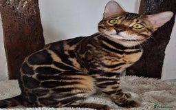 Bengal cats for sale: 12 Bengal Cubs Ready for Their Forever Home - Image 26