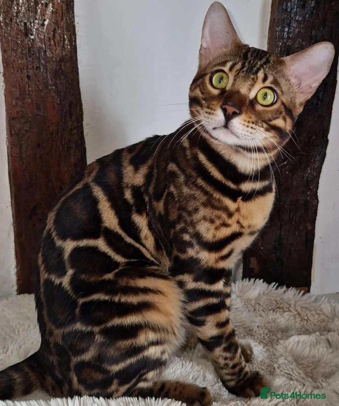 Bengal cats for sale: - Brown & Silver Bengals—Experienced Homes Only - Advert 13