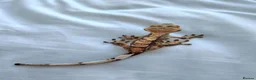 Gecko reptiles for sale: Young male crested gecko  in Coulsdon - Advert 2
