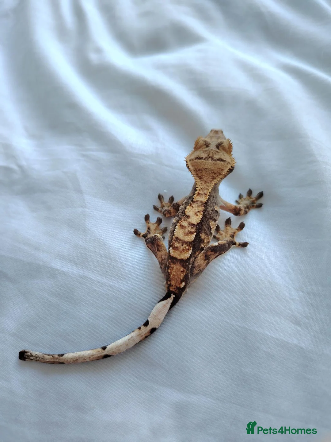 Gecko reptiles for sale: Young male crested gecko  in Coulsdon - Advert 2