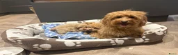 Maltipoo dogs for sale: Multipoo Puppies For Sale - Advert 10