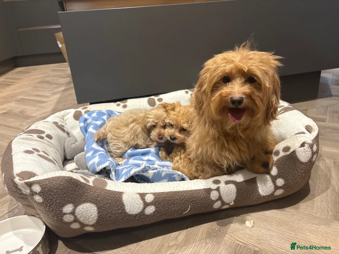 Maltipoo dogs for sale: Multipoo Puppies For Sale - Advert 10