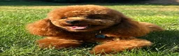 Cockapoo dogs for sale: F1b Red cockapoos 🤎 - Advert 5