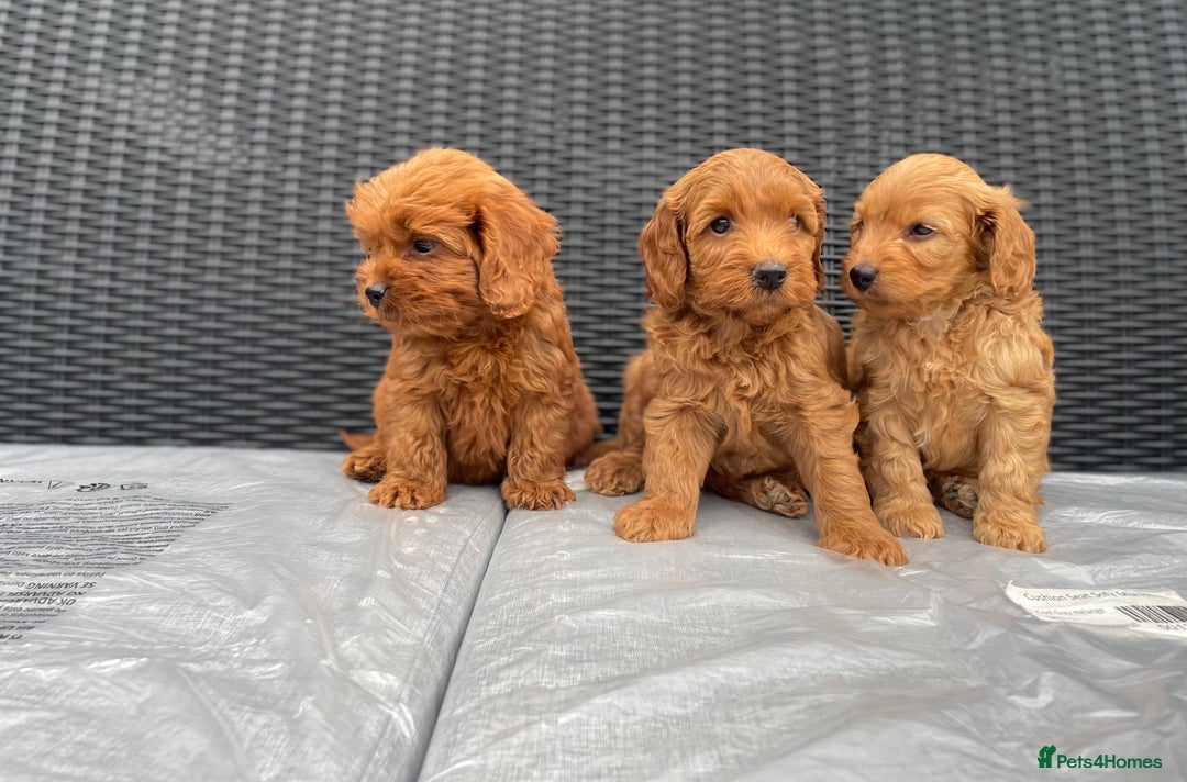 Cockapoo dogs for sale: Beautiful f1 cockapoos ready now - Image 8