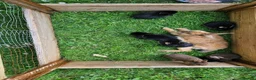 Mixed Breed rabbits for sale: Adorable Bunniesfor Sale! - Advert 2