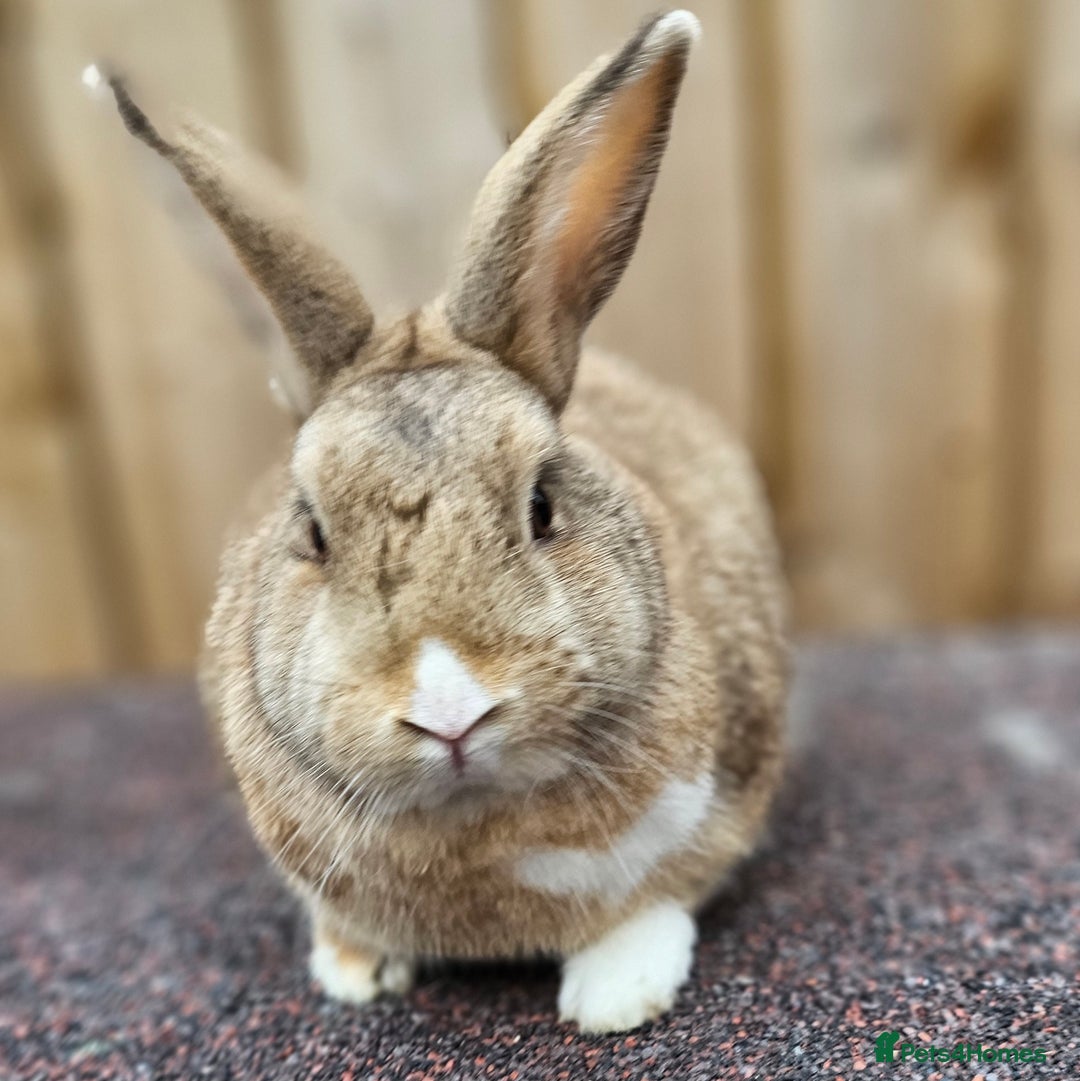 Dutch rabbits for sale: Dutch Does - Advert 6