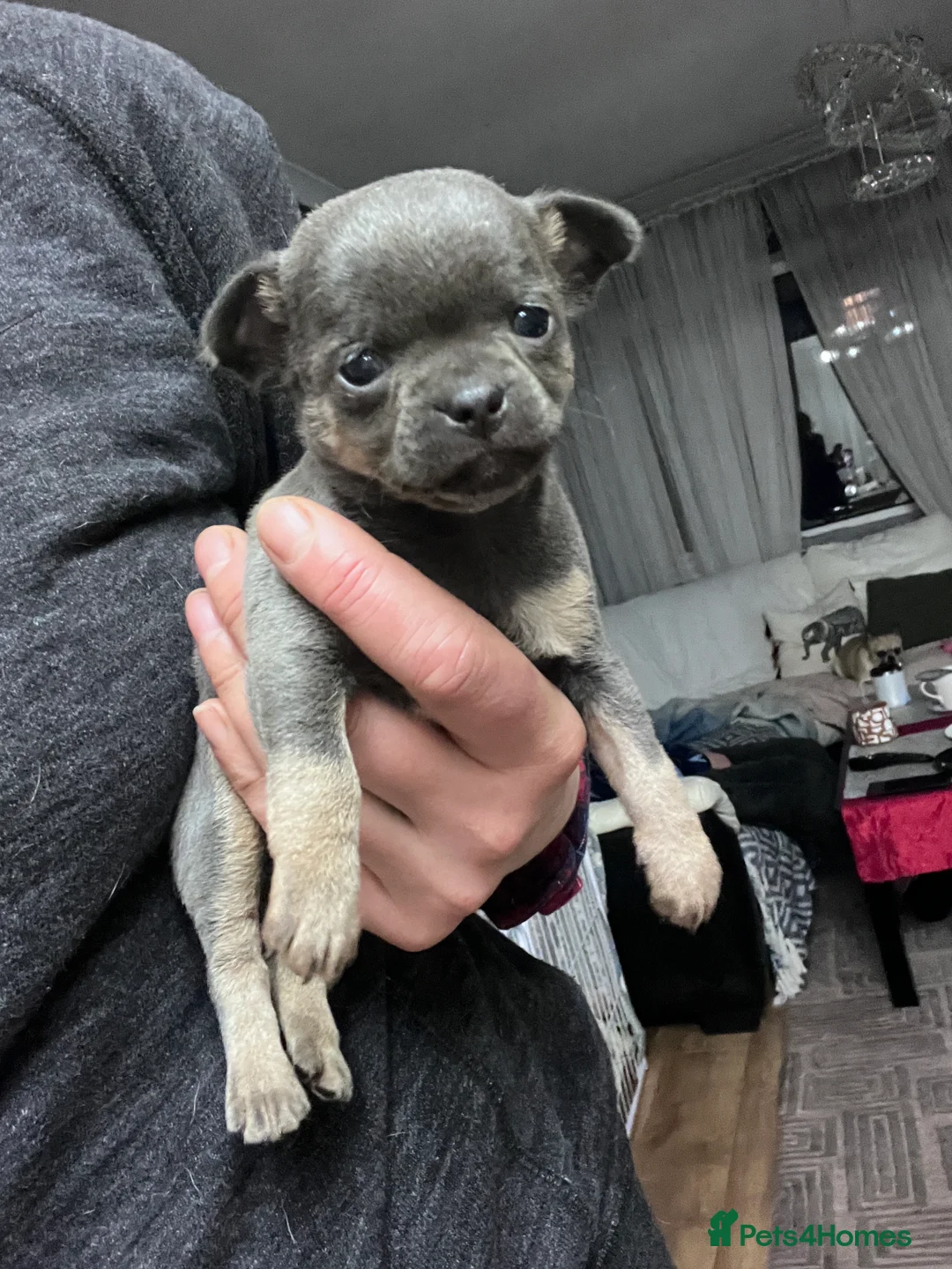 Chihuahua dogs for sale: Short coat chihuahuas available 🐾💓🐶 - Advert 23