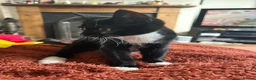 Mixed Breed cats for sale: Black and White Cat for Sale - Advert 5
