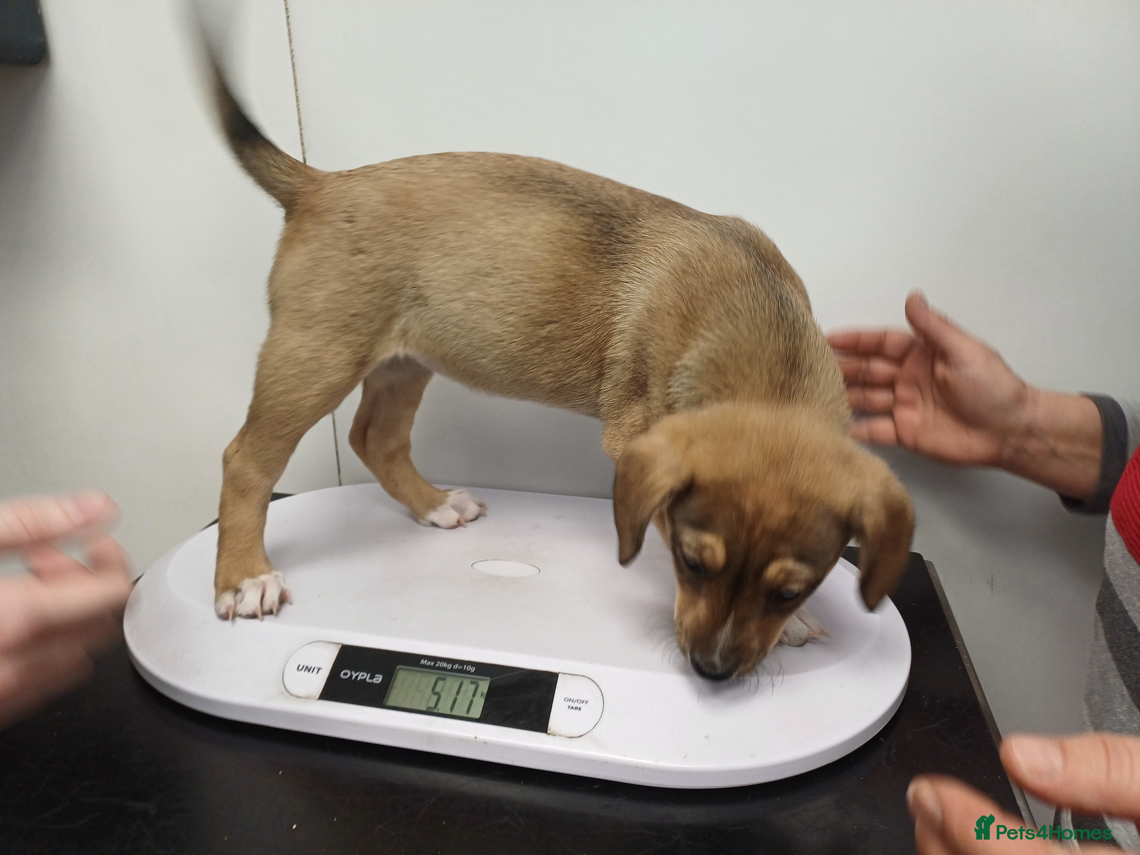 Mixed Breed dogs 🐾💛 DOTTY – The Sweet, Gentle Little Soul 💛🐾 - Advert 1