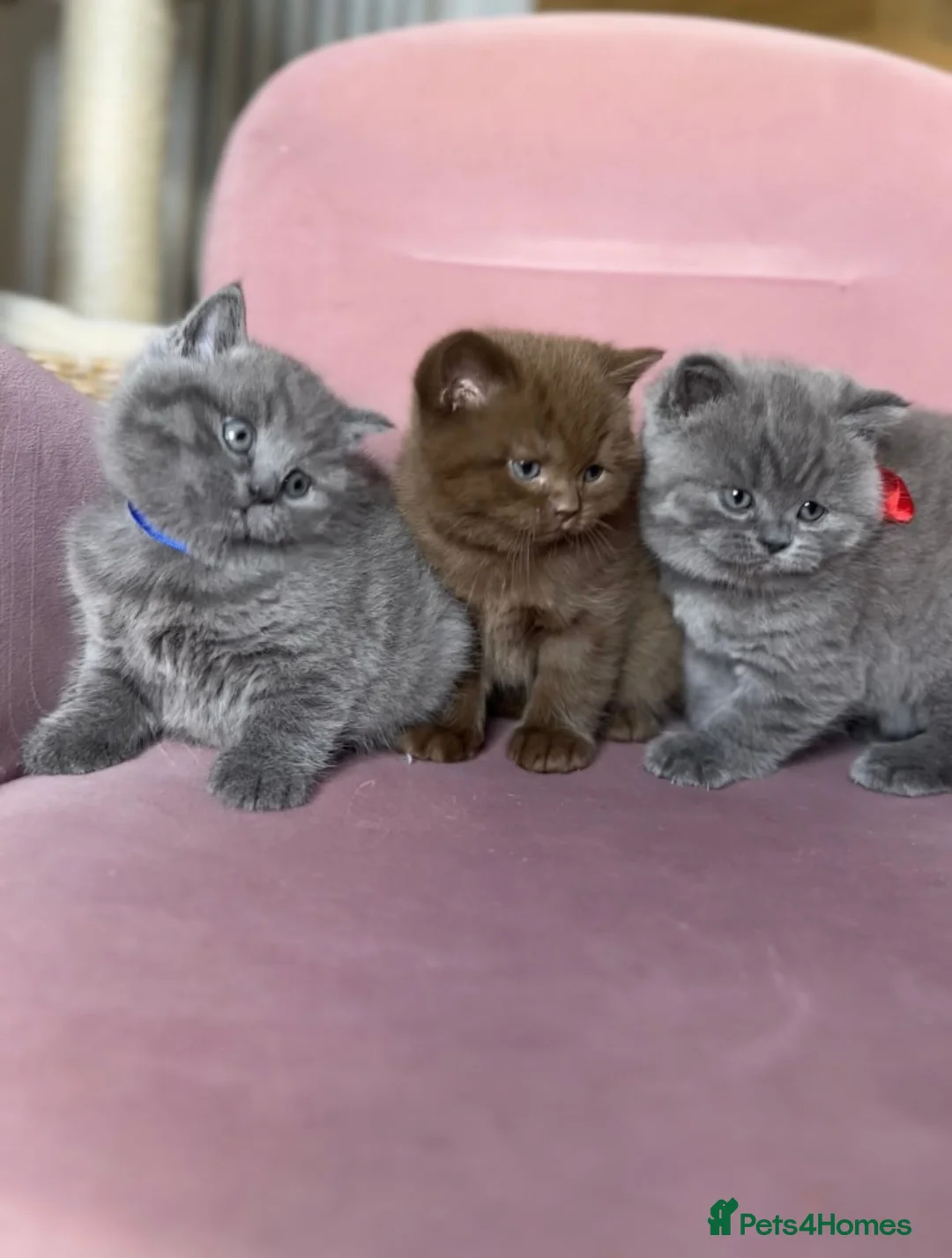 British Shorthair cats for sale: Adorable British Shorthair Kittens for Sale in Lincoln - Advert 36