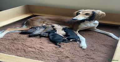 Saluki dogs - Advert 3