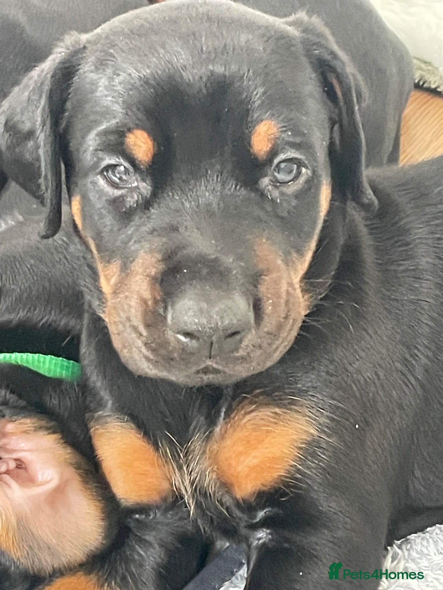 Dobermann dogs KC Reg Doberman - Health tested parents - Advert 1
