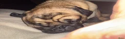 Pug dogs for sale: Fawn with black muzzle pug in Grantham - Advert 4