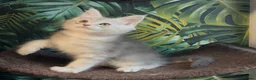 Maine Coon cats for sale: Tica registered polydactyl Maine coons  - Advert 13