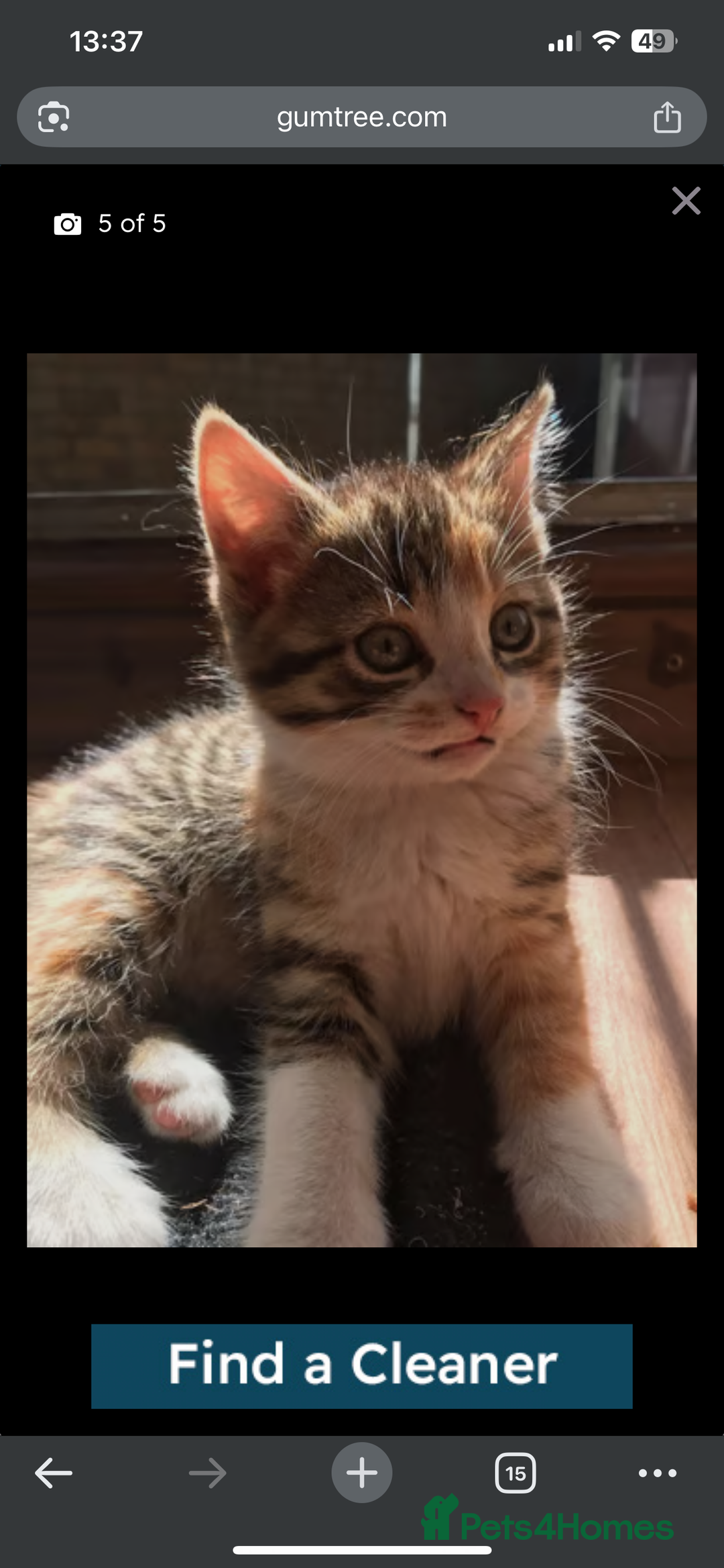 Mixed Breed cats for sale: Beautiful kitten for sale due to moving in Bury - Image 1