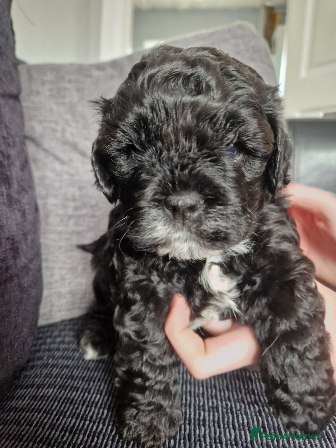 Shihpoo dogs for sale: Shizpoo  - Image 7