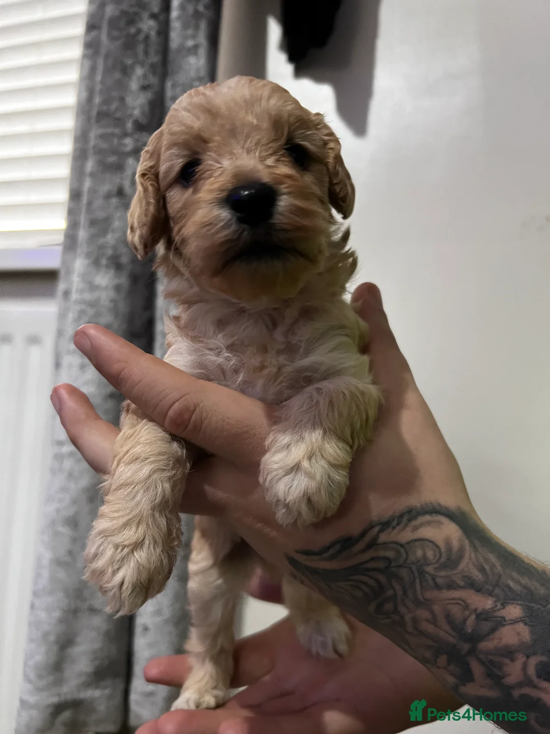 Cockapoo dogs for sale: FB1 cockapoo pups - Advert 9
