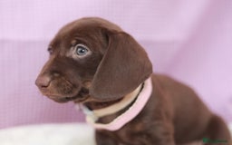 Dachshund dogs for sale: Miniature dachshund  - Image 15