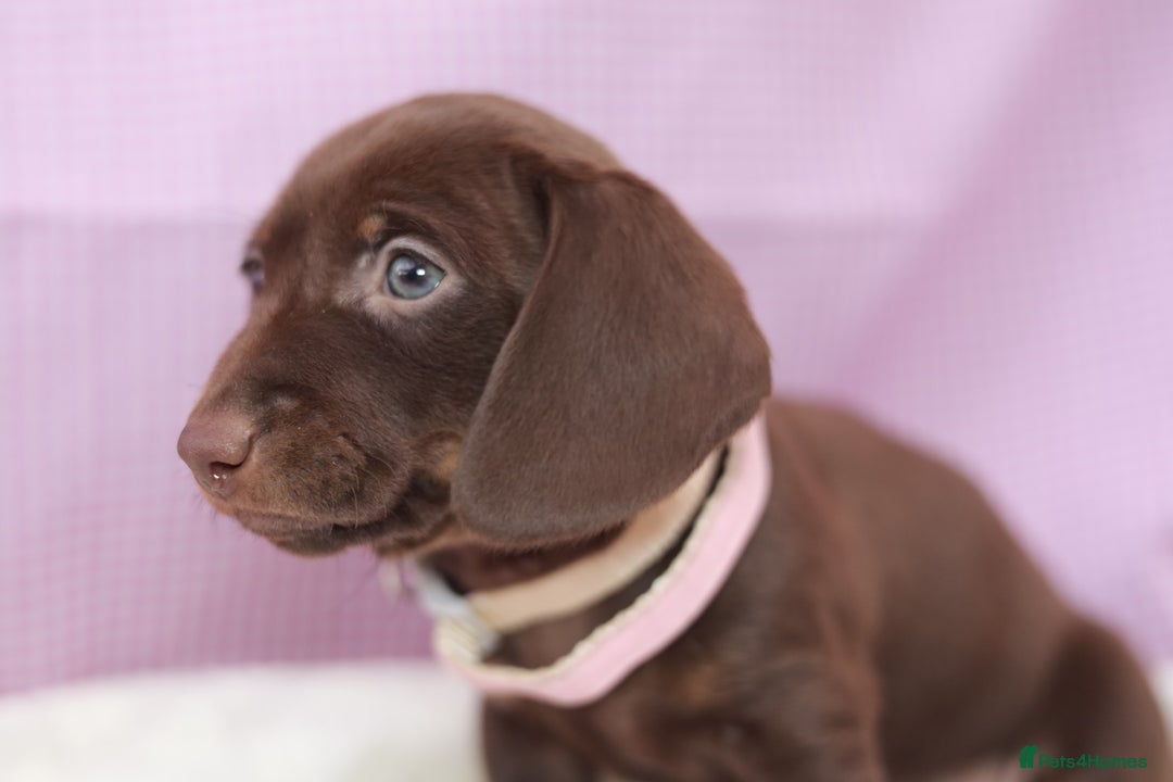 Dachshund dogs for sale: Miniature dachshund  - Image 15