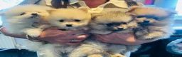 Pomeranian dogs for sale: Stunning boy  Pomeranian puppy - Advert 13