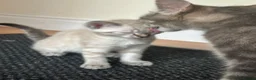 Mixed Breed cats for sale: 2 female kittens  - Advert 5