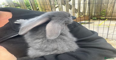 Continental Giant rabbits - Advert 1