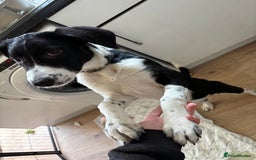 Sprollie dogs for sale: 4month old Sprollie  - Image 3