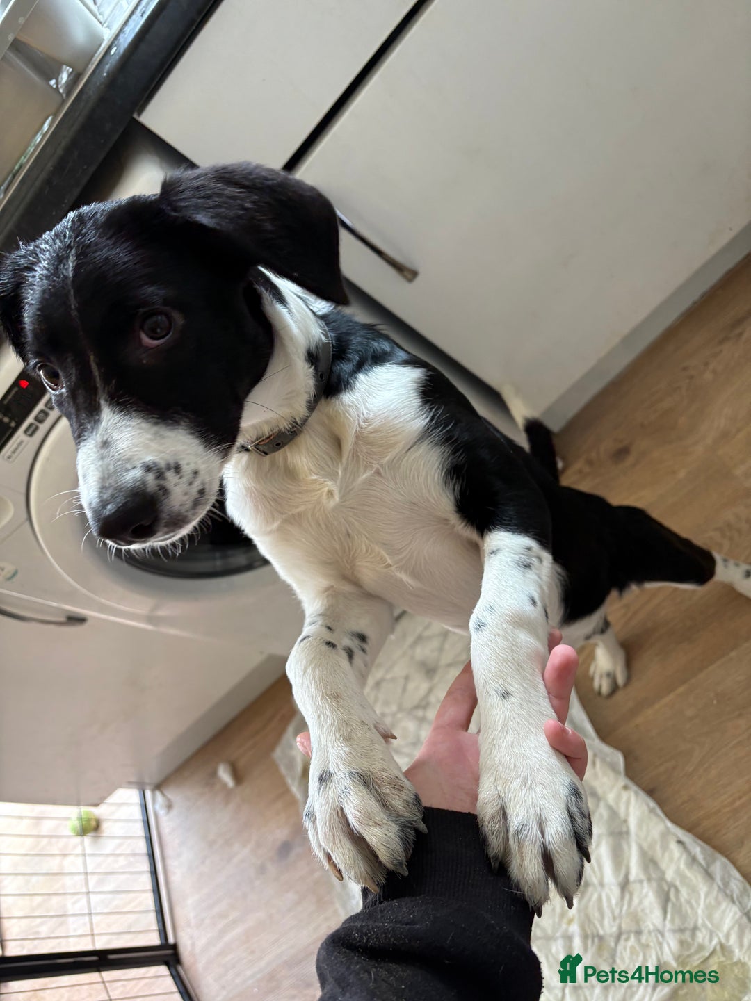 Sprollie dogs for sale: 4month old Sprollie  - Image 3