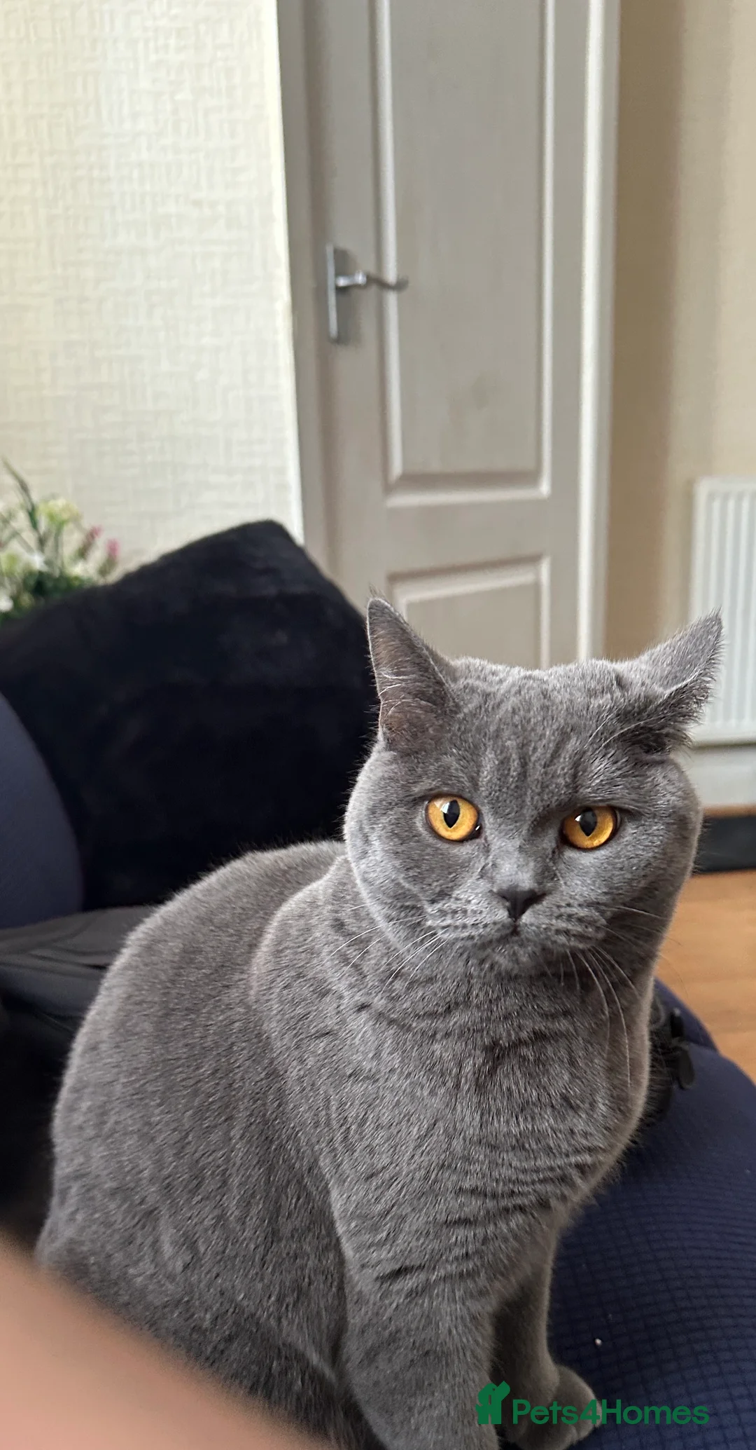 British Shorthair cats for sale: British shorthair female cat - neutered.  - Advert 6