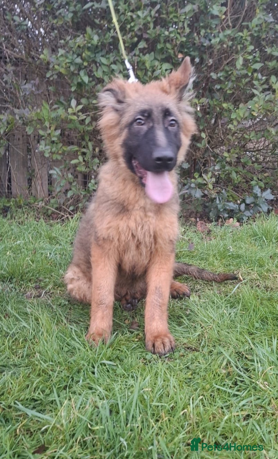 German Shepherd dogs for sale: stunning German Shepard puppies - Advert 5