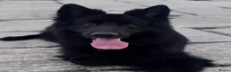 German Shepherd dogs for stud: Black German shepherd stud dog - Advert 3
