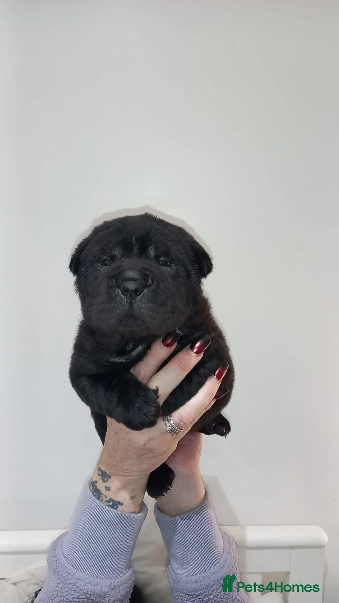 Shar Pei dogs for sale: 5 girls and one boy - Advert 15