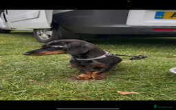 Miniature Dachshund dogs for sale: Dachunds  - Image 5