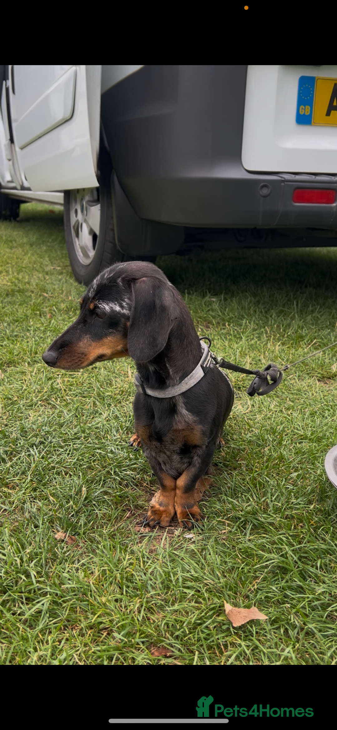 Miniature Dachshund dogs for sale: Dachunds  - Image 5