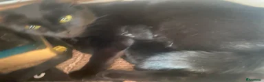 Mixed Breed 1