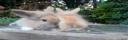 Lionhead rabbits for sale: 4 Fluffy Lionheads  - Advert 2
