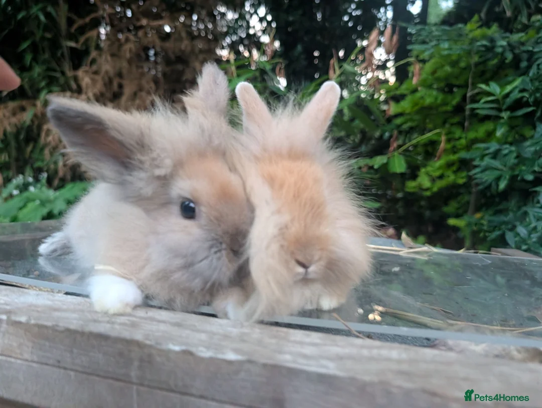 Lionhead rabbits for sale: 4 Fluffy Lionheads  - Advert 2