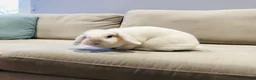 Mini Lop rabbits for sale: Beautiful house rabbit doe - albino mini lop  in Leominster - Advert 3