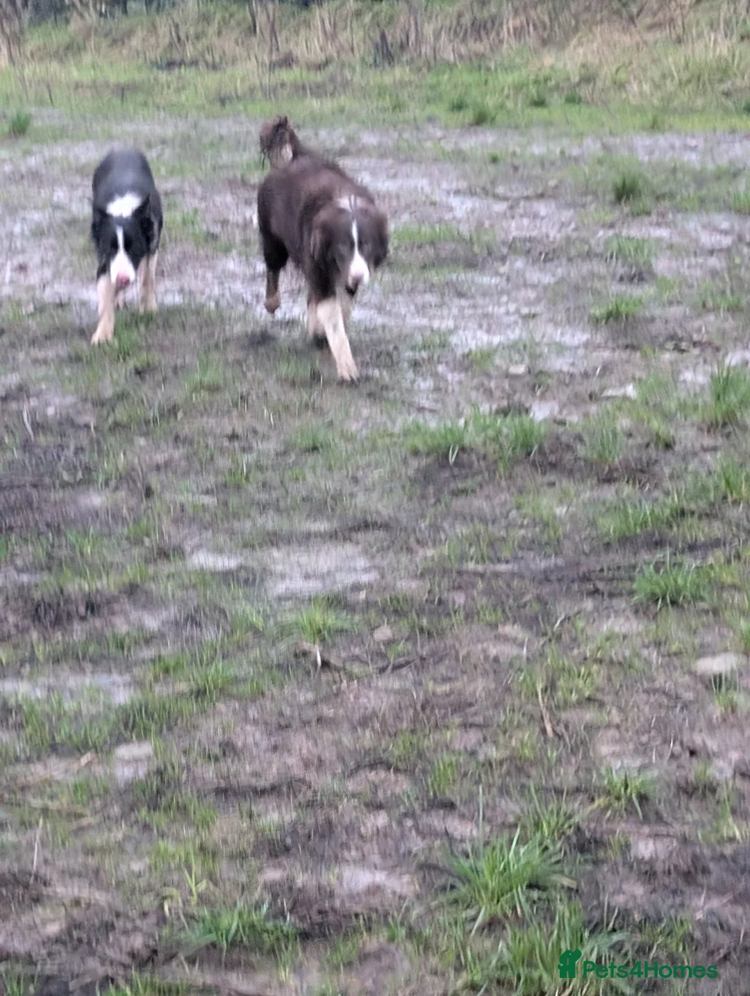 Border Collie dogs for sale: Sophie isds reg , red Tri bitch  - Advert 2