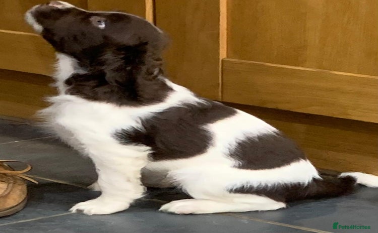 English Springer Spaniel dogs - Advert 7