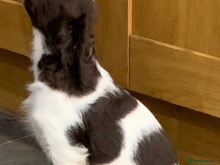 English Springer Spaniel dogs - Advert 3