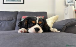 Cavalier King Charles Spaniel dogs for sale: Beautiful Cavalier King Charles Spaniel Puppy, F - Image 2