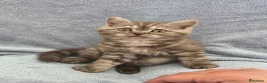 Luno 