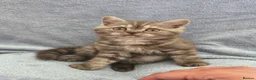 British Longhair cats for sale: British long Hair  - Advert 5
